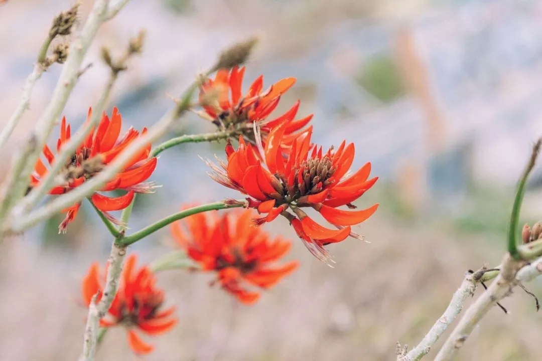 泉州市市花刺桐花