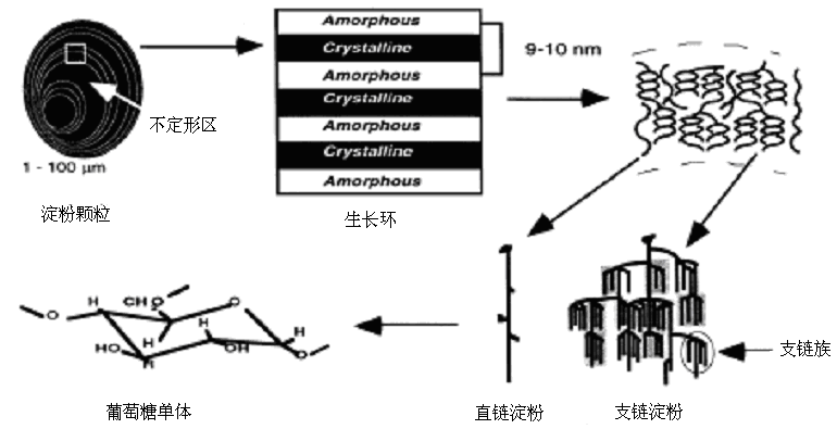 图4-4淀粉颗粒晶体结构示意图