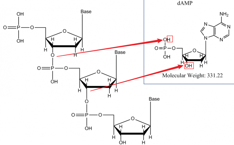 3端羟基和5端磷酸基团缩合形成磷酸二酯键,因此需要将单核苷酸中红框