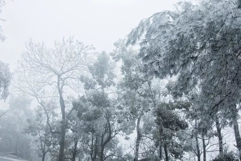 张吉怀旅游丨一到下雪,这里就美成了人间仙境…… 华声在线张家界频道