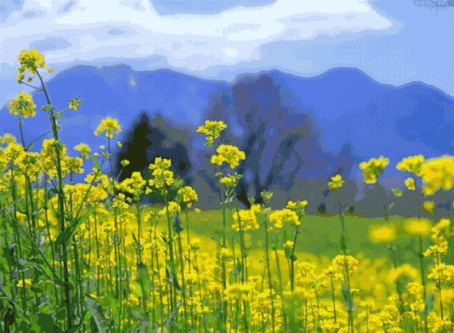 网站首页 -></p></a> 实时政务 ->  曲沃美景     春风拂面,万物复苏   大地