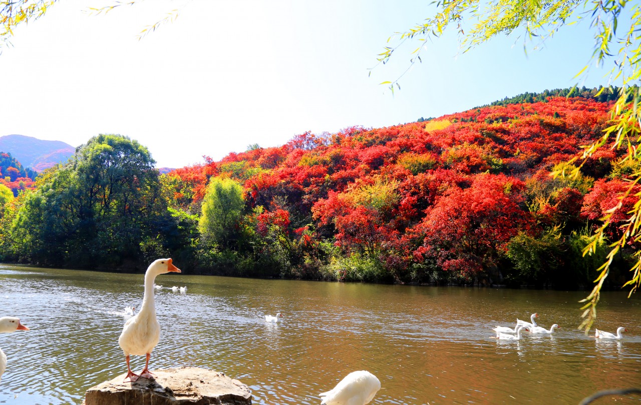 济南-南山-红叶谷景区绚秋湖2018.10月.jpg