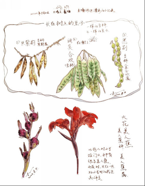 湖湘自然笔记·我们的24节气物候记丨大暑