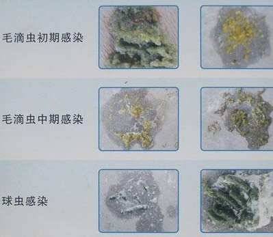 新城疫 鸽瘟疫 病死快 鸽歪头 腿麻痹 粪墨绿 腺病毒 训赛