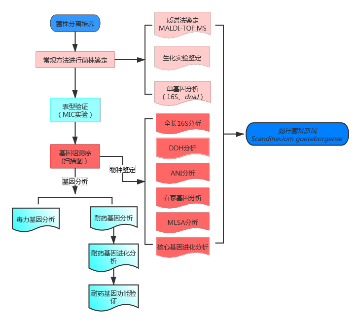 经典案例丨5分钟get细菌新种鉴定与耐药性研究思路