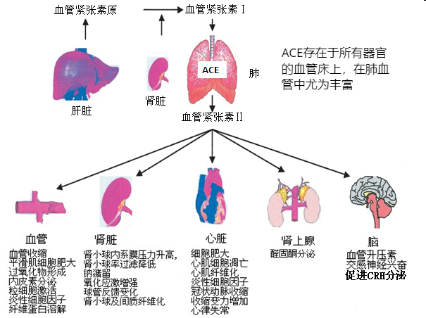 高血压病与实验室检测