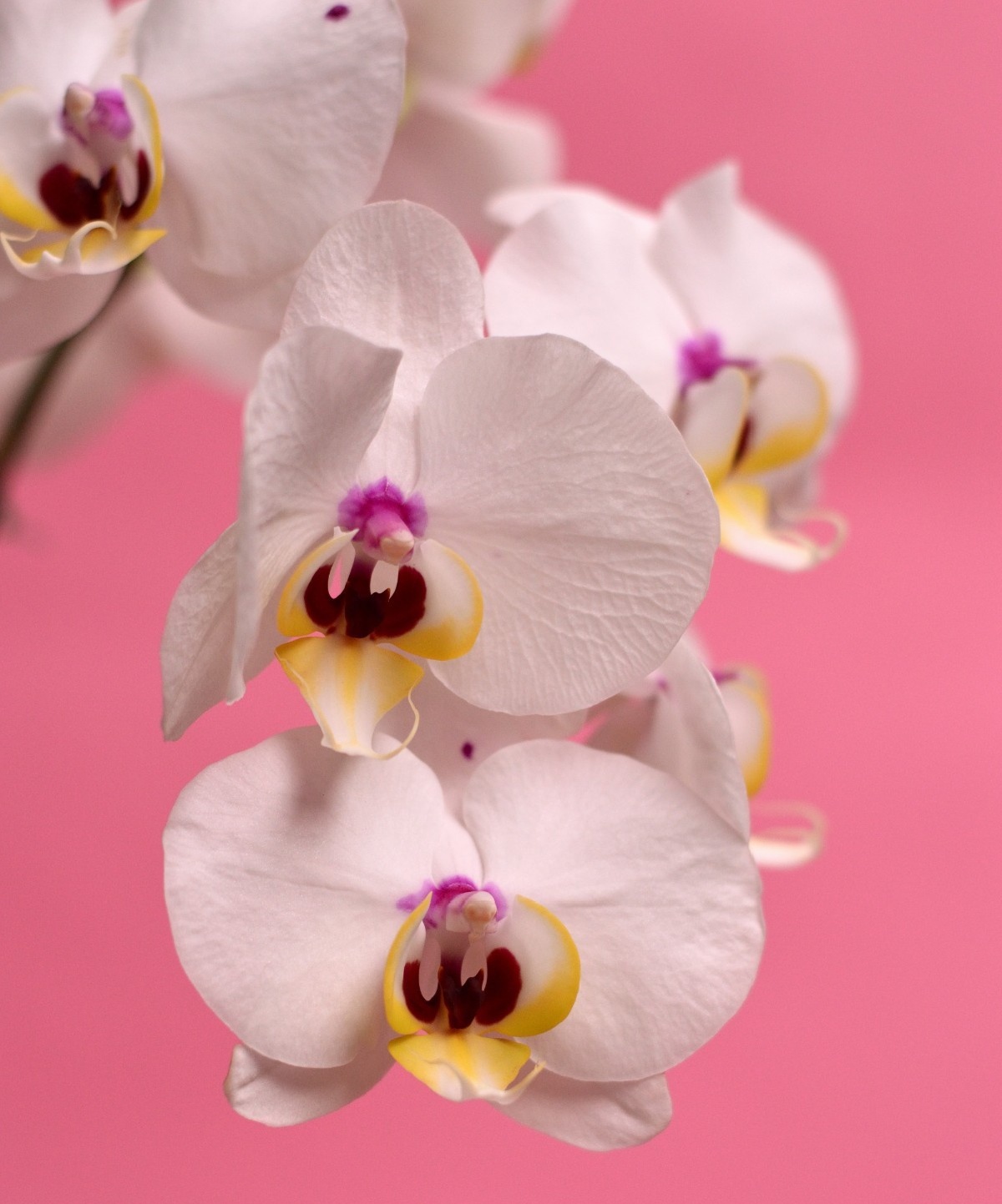 close-up-photo-of-white-flower-2750067.jpg