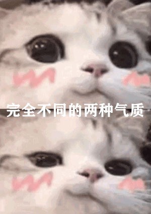 猫咪.jpg