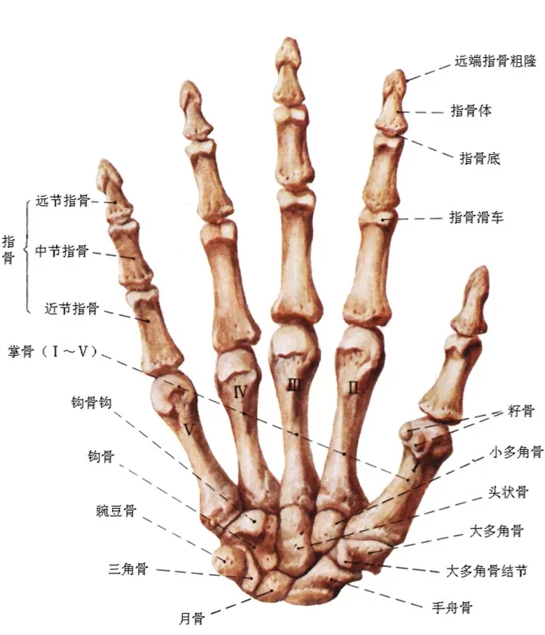 手骨的结构图和名称图片