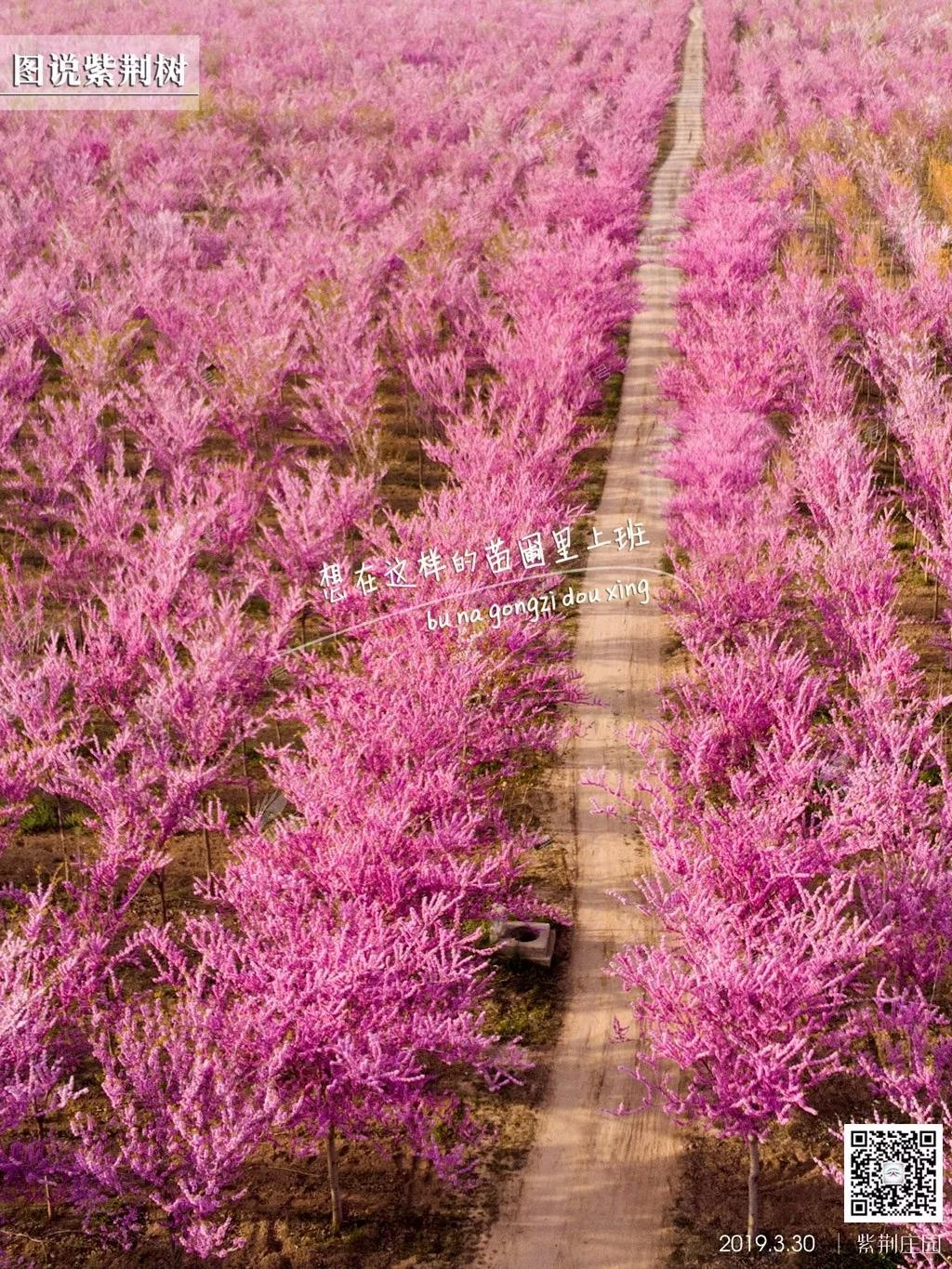 紫荆花节2.jpg
