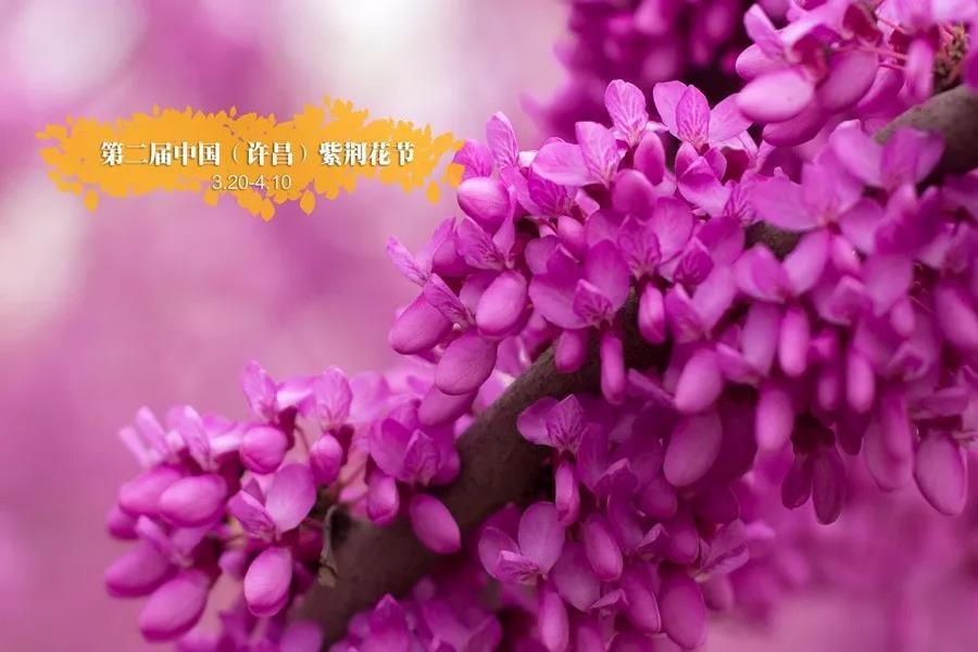 紫荆花节3.jpg