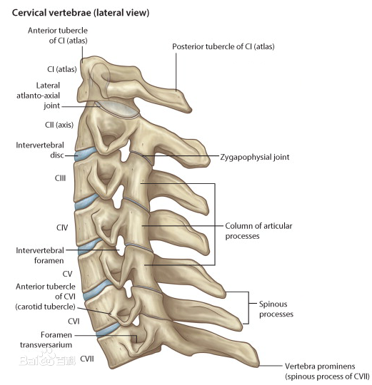 颈椎关节图片及名称图片