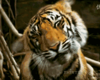timg.gif