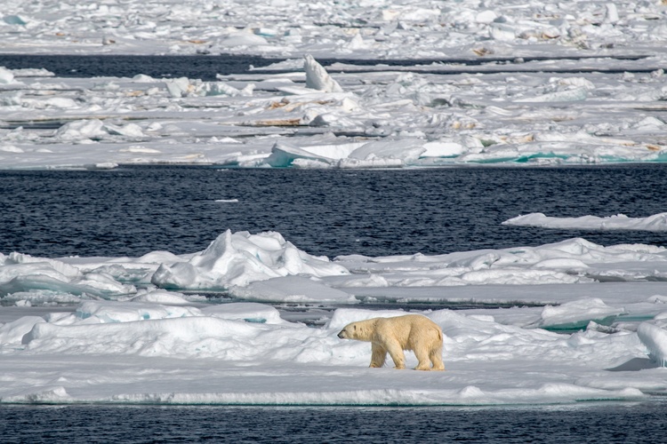 Polar Bears (17) 2015_07_06_11_11_24_Jonathan_ZACCARIA_5123.jpg