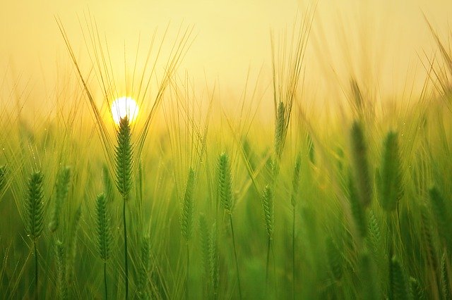 barley-field-1684052_640.jpg