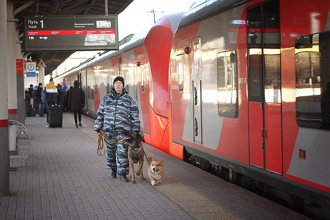 corgi_police_dog_81840673_615735935659534_778895560550205534_n.jpg