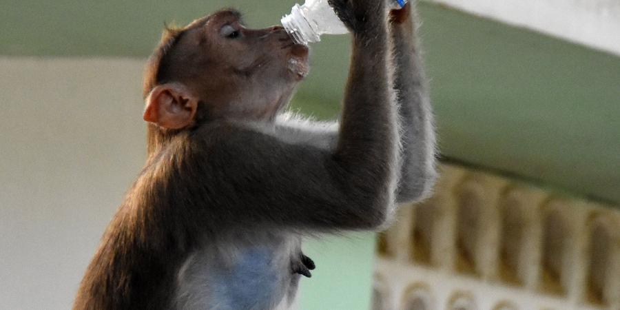 Monkey_EPS.jpg