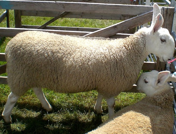 Border Leicester Sheep.jpg