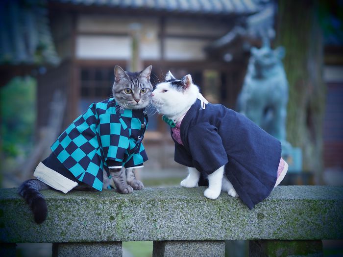 cats-anime-costumes-yagyouneko-japan-5f48cb9eedd6c__700.jpg