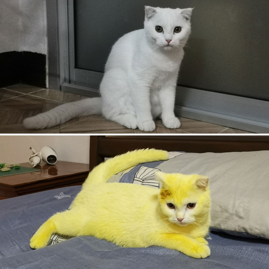 This-cat-looked-like-Pikachu-after-its-owner-passed-turmeric-in-a-skin-treatment-5f44be4ee6b4a__880.jpg