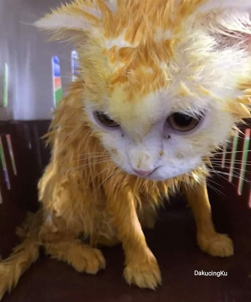 This-cat-looked-like-Pikachu-after-its-owner-passed-turmeric-in-a-skin-treatment-5f44bd8a01725__880.jpg