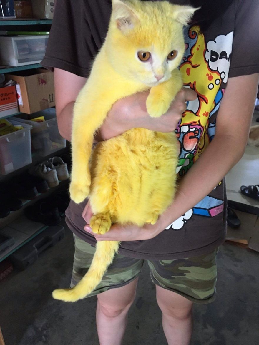 This-cat-looked-like-Pikachu-after-its-owner-passed-turmeric-in-a-skin-treatment-5f44bdfaf11ad__880.jpg