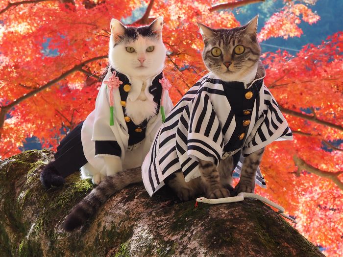 cats-anime-costumes-yagyouneko-japan-5f48ce9162b3a__700.jpg