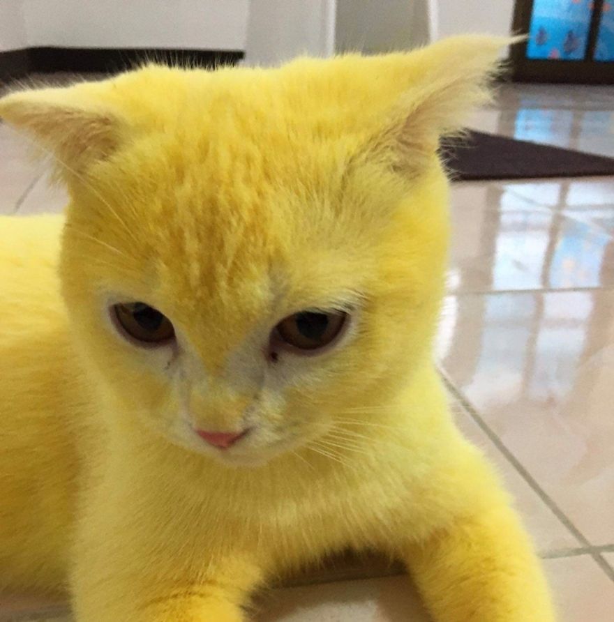 This-cat-looked-like-Pikachu-after-its-owner-passed-turmeric-in-a-skin-treatment-5f44be1b025cd__880.jpg