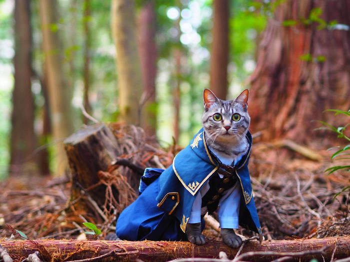 cats-anime-costumes-yagyouneko-japan-5f48f5691a55a__700.jpg