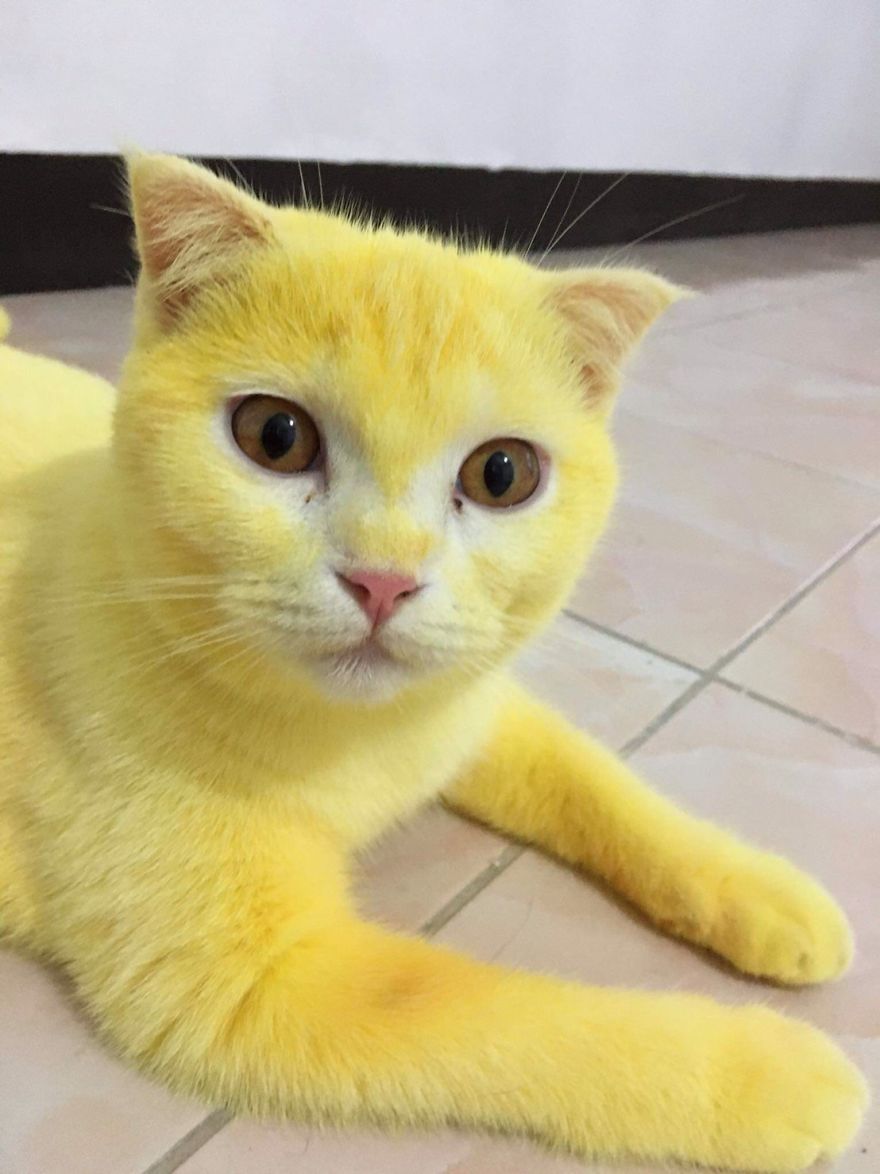 This-cat-looked-like-Pikachu-after-its-owner-passed-turmeric-in-a-skin-treatment-5f44be3f507ac__880.jpg