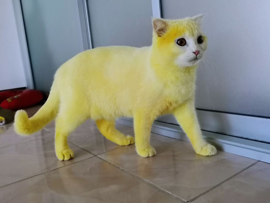 This-cat-looked-like-Pikachu-after-its-owner-passed-turmeric-in-a-skin-treatment-5f44beb337add__880.jpg