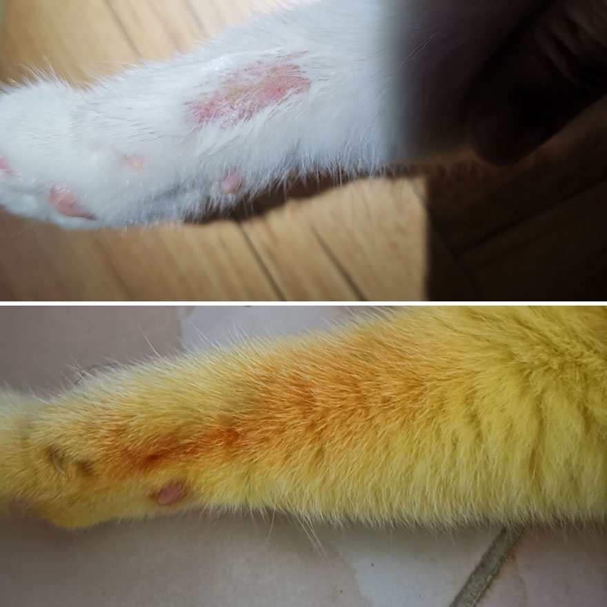 This-cat-looked-like-Pikachu-after-its-owner-passed-turmeric-in-a-skin-treatment-5f44bdf44a955__880.jpg