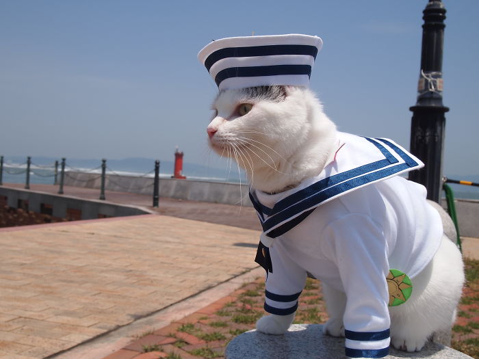 cats-anime-costumes-yagyouneko-japan-5f48c5094258b__700.jpg