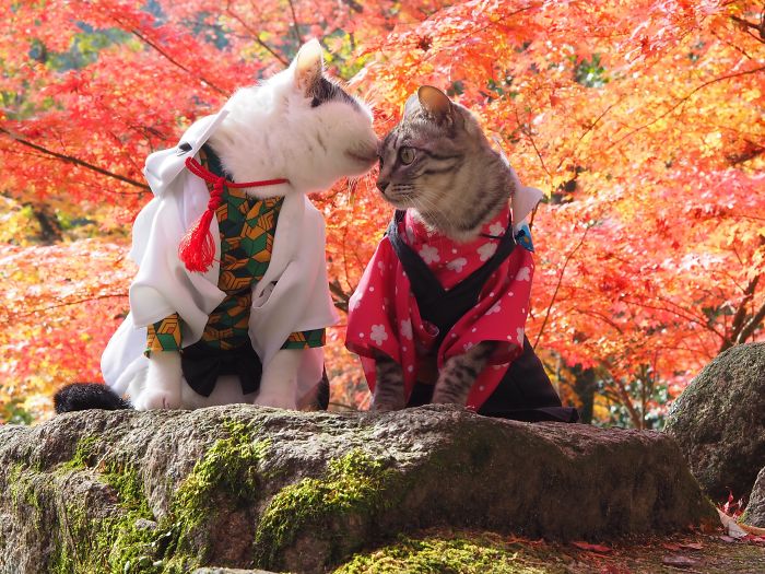 cats-anime-costumes-yagyouneko-japan-5f48cbaef3b36__700.jpg