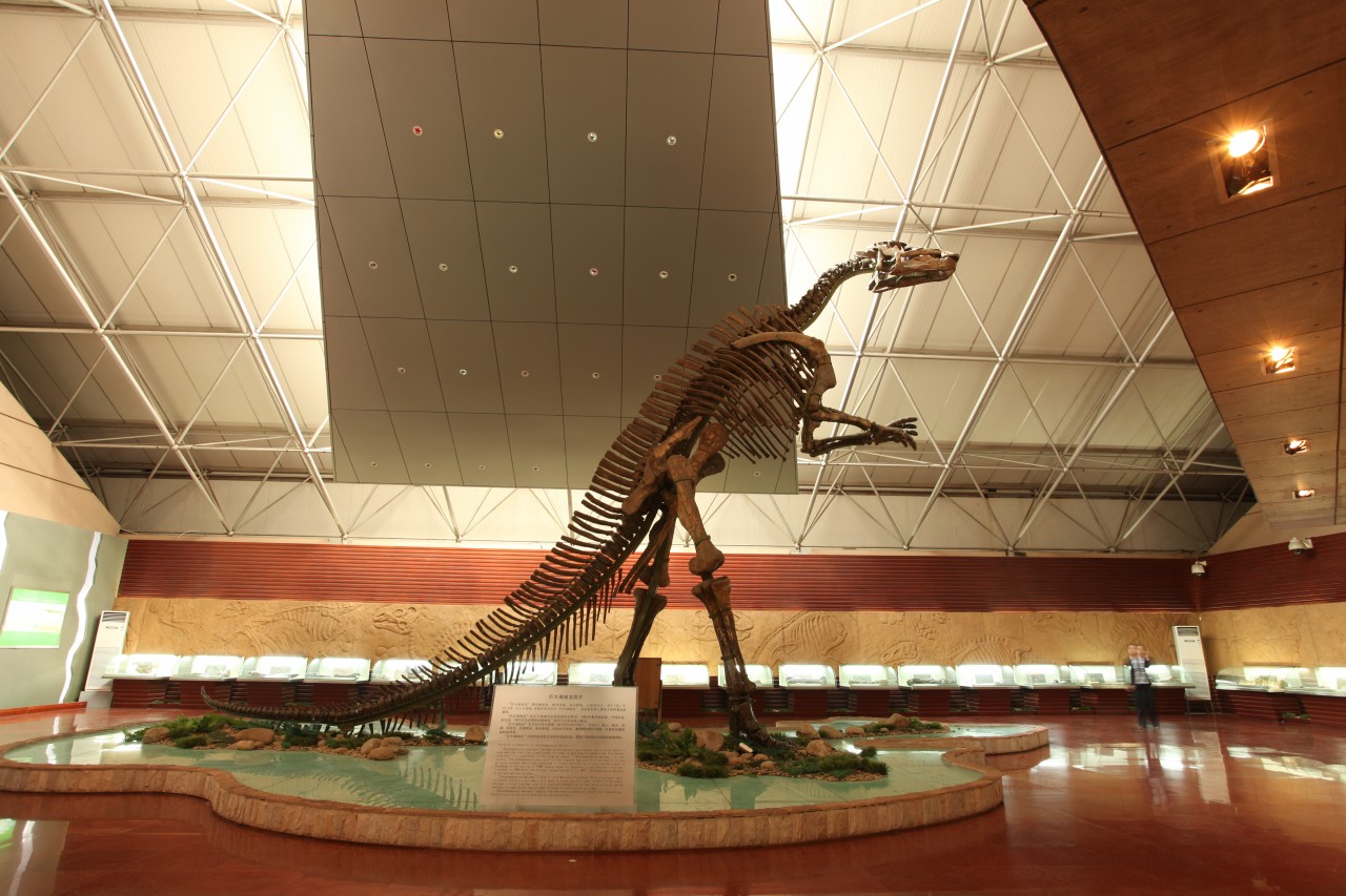 潍坊诸城恐龙博物馆巨大诸城龙2013的副本 3jpg