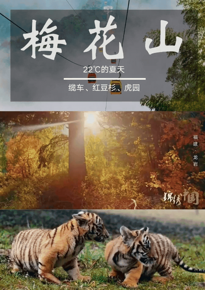 梅花山海报.gif