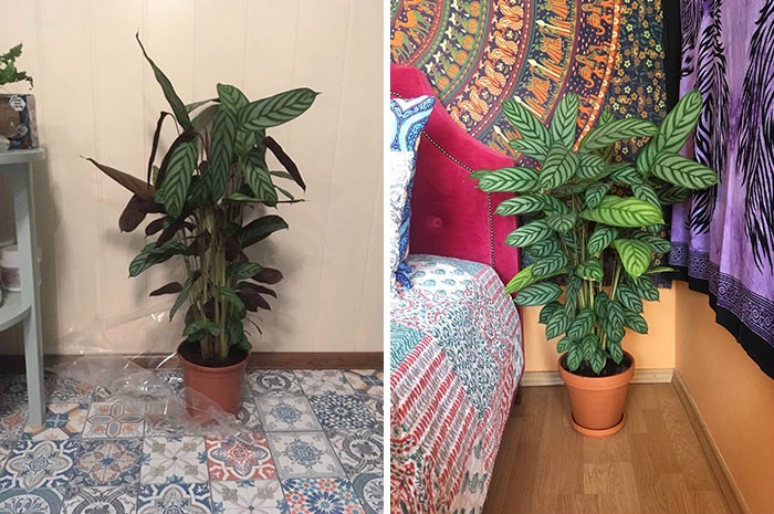 rescue-plants-before-after-photos-20-5e53f29295c2b__700.jpg