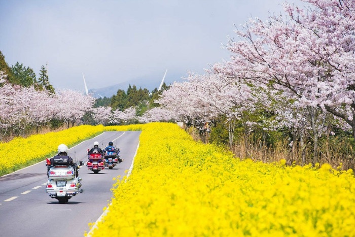 Cherry-Blossom-in-Jeju-Island.jpg