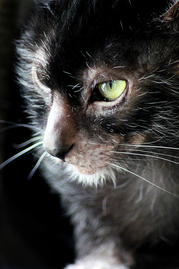 lykoi-cat-profile-angela-emanuelsson.jpg