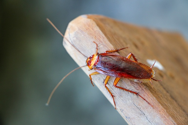 cockroach-on-wood-main.jpg