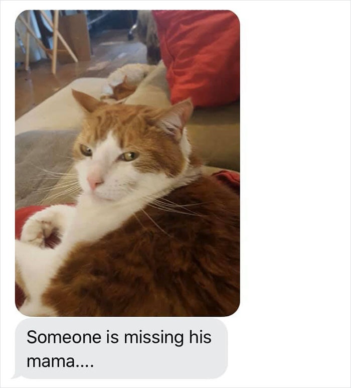 mom-sends-her-daughter-cat-updates-7-5e674fcbecf67__700.jpg