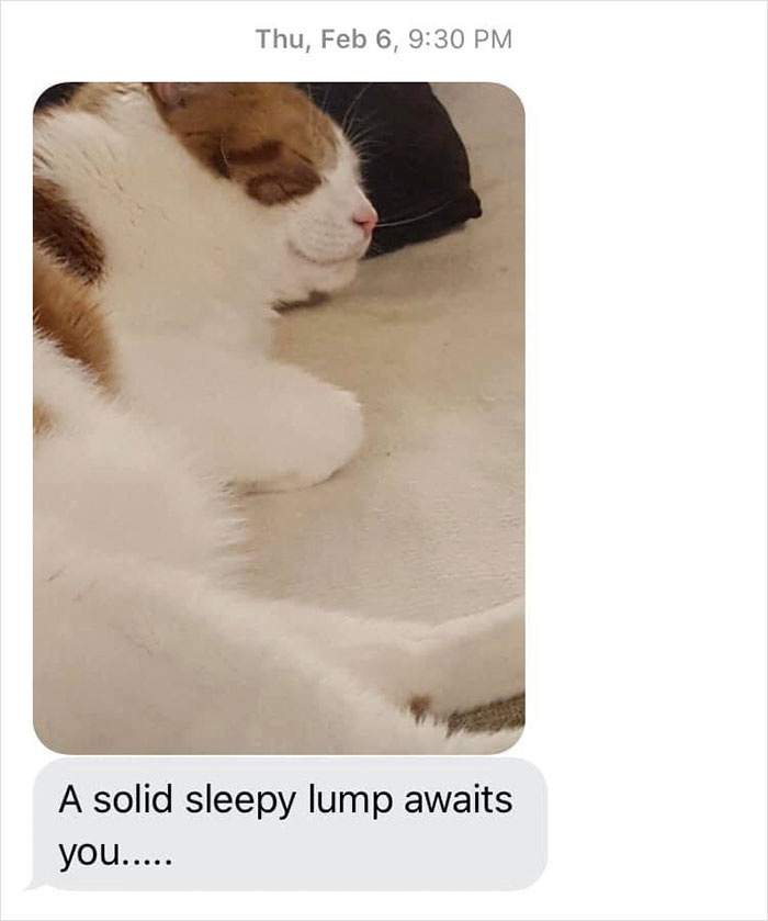 mom-sends-her-daughter-cat-updates-5-5e674fc8193d4__700.jpg