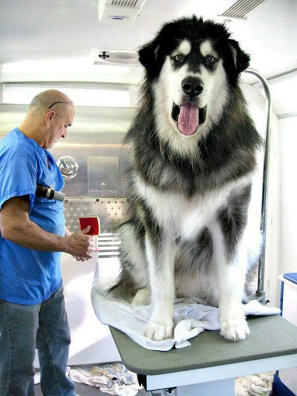 funny-alaskan-malamutes-54-5e6b95c54c65b__605.jpg