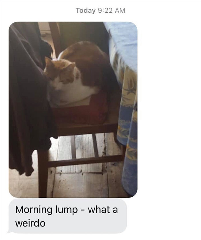 mom-sends-her-daughter-cat-updates-2-5e674fc339312__700.jpg