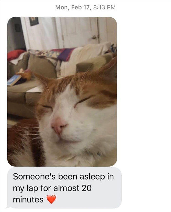 mom-sends-her-daughter-cat-updates-3-5e674fc4e2db3__700.jpg