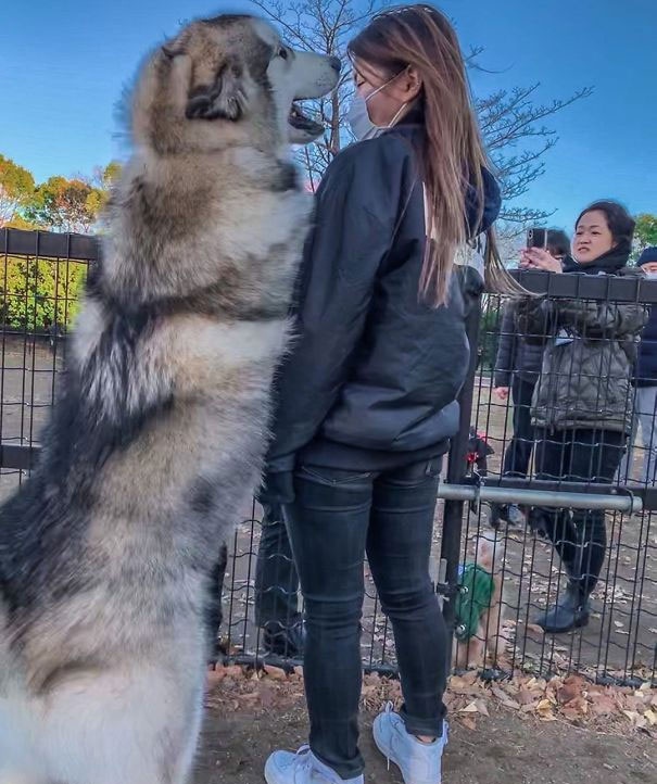 funny-alaskan-malamutes-53-5e6b957003200__605.jpg