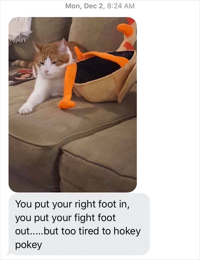 mom-sends-her-daughter-cat-updates-11-5e674fd315378__700.jpg