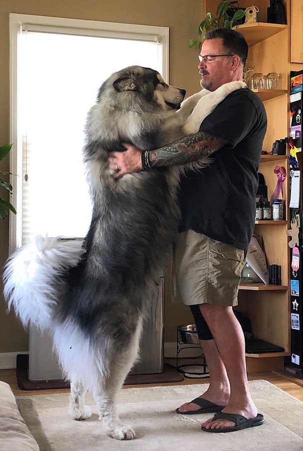 funny-alaskan-malamutes-305-5e3134f4baf83__605.jpg