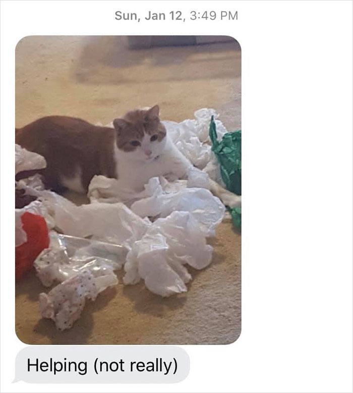 mom-sends-her-daughter-cat-updates-6-5e674fca614b0__700.jpg