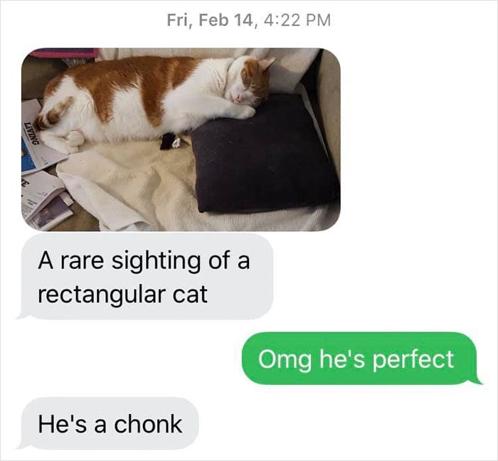 mom-sends-her-daughter-cat-updates-4-5e674fc66f45e__700.jpg